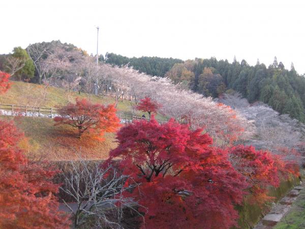 名古屋近郊小原四季櫻節 日本唯一一處可同時欣賞紅葉與櫻花！
