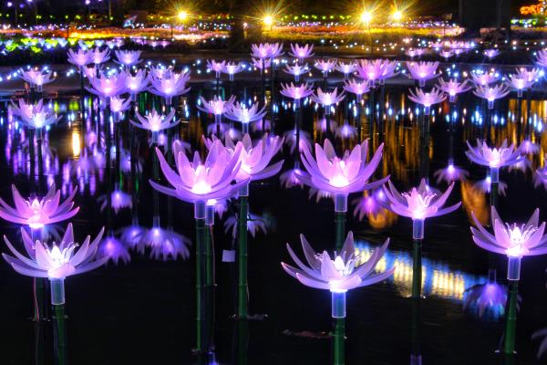 足利花卉公園大型燈飾「光之花庭園」「光之睡蓮」