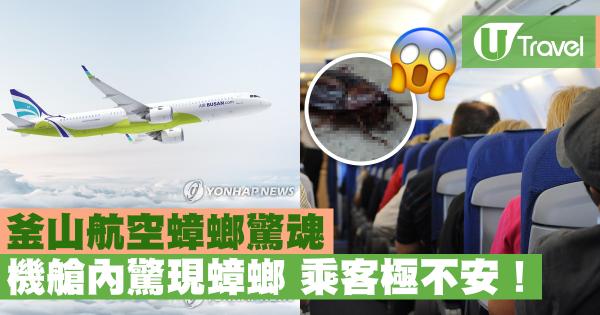 釜山航空蟑螂驚魂 機艙內驚現蟑螂 乘客極不安！