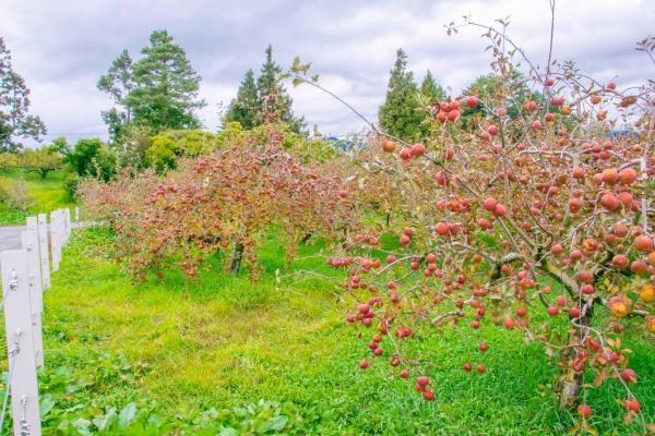 除了楓葉外，農場更設有採蘋體驗活動。