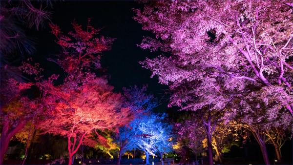 京都二条城秋季限定燈光投影 「花」主題互動藝術裝置+燈飾