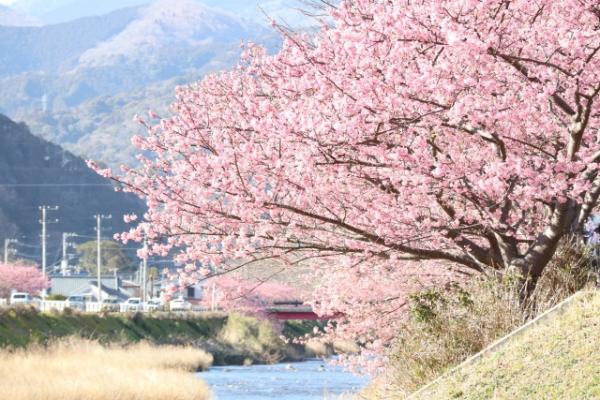 2019日本黃金週落實「十連休」！明年去日本旅遊記得避開這時段