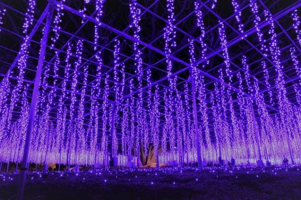 日本燈飾2018-19 交通：JR足利花卉公園站步行3分鐘