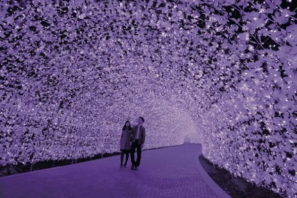 日本燈飾2018-19 名花之里