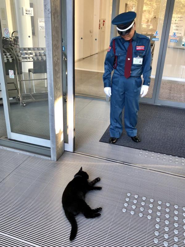 最近黑貓けんちゃん決定扮死賴在美術館門前再度成為話題，不過仍然過不到警衛的一關