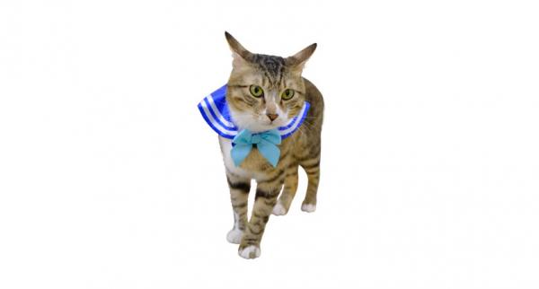 貓星人變身「美少貓戰士」！ 日本推出貓貓專屬「美少女戰士披肩」扭蛋