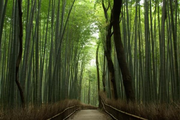 京都政府推舒適觀光導航網站！可知嵐山各大景點人潮時間分佈 竹林小徑