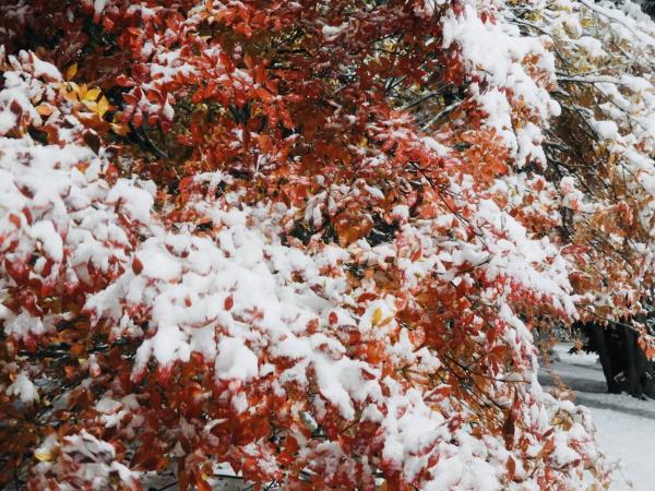 白雪夜景神秘又浪漫！ 網民拍下北海道校園唯美雪景