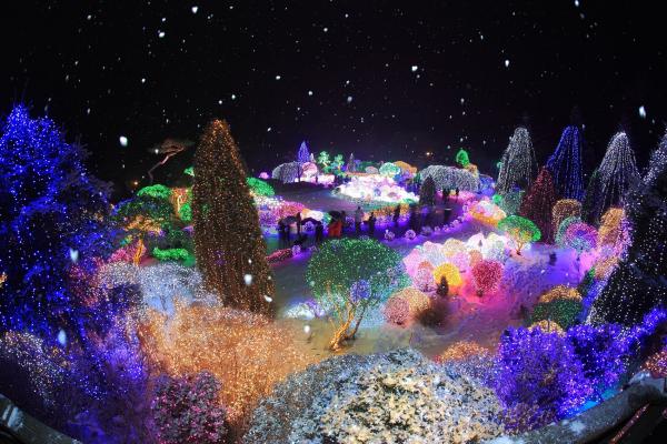 夢幻童話燈光森林！首爾晨靜樹木園五色星光庭園