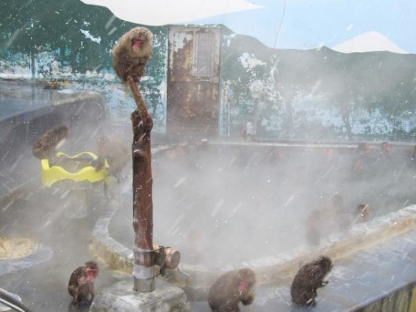 北海道 函館 彌猴浸溫泉