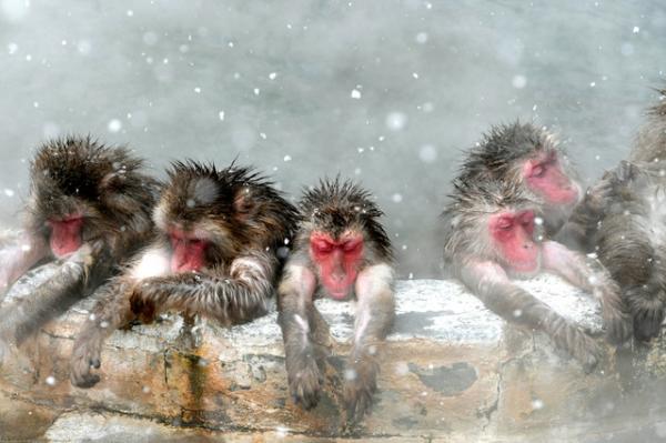 北海道 函館 彌猴浸溫泉
