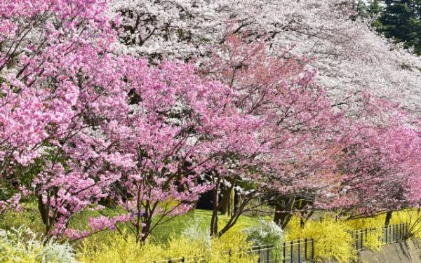 國營昭和紀念公園 東京櫻花
