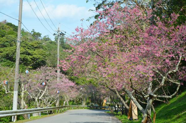 沖繩4大賞櫻景點 八重岳櫻之森公園