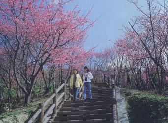 沖繩4大賞櫻景點 名護中央公園