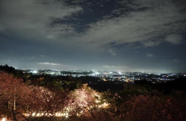 沖繩4大賞櫻景點 八重瀨公園