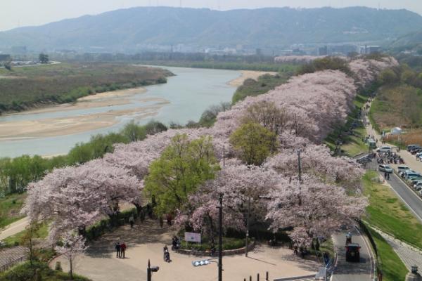 京都櫻花2020 淀川河川公園背割堤地區