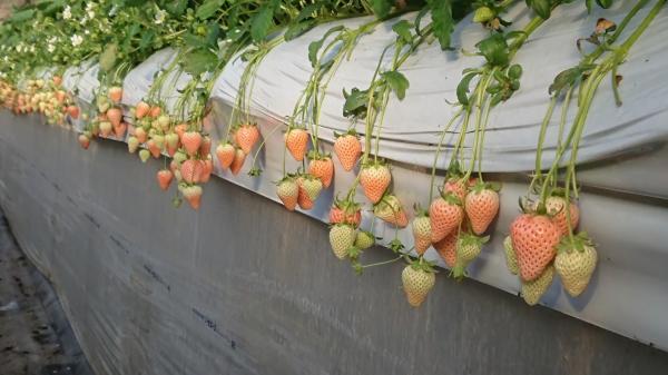 安田いちご園 東京近郊士多啤梨園 安田いちご園 地址