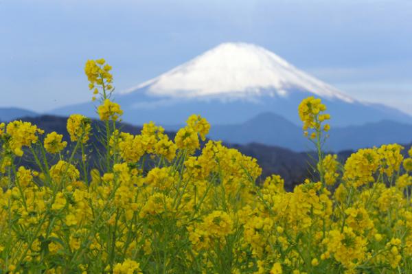 吾妻山公園 富士山 油菜花