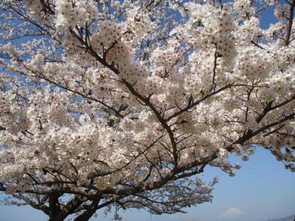 吾妻山公園 富士山 櫻花