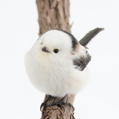 日本超可愛小鳥成為網紅 細小雪白身軀超治癒！