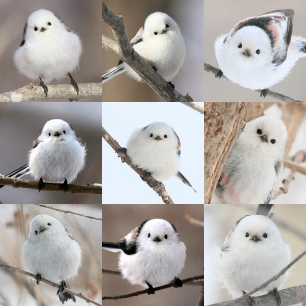 日本超可愛小鳥成為網紅 細小雪白身軀超治癒！
