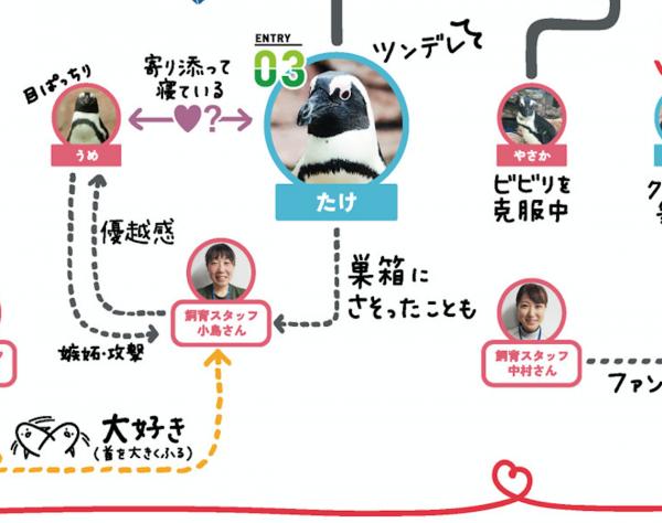 多角戀關係複雜過電視劇？ 京都水族館公開企鵝關係圖
