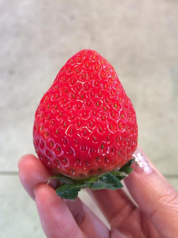 日本 草莓