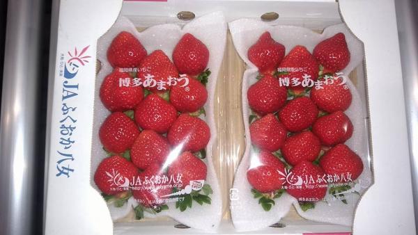 日本 草莓