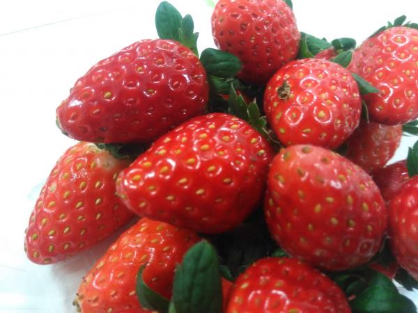 日本 草莓