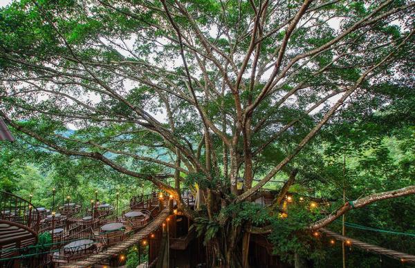 懸空座位+絕美山林景！ 清邁隱世巨型樹屋cafe－The Giant Chiang Mai