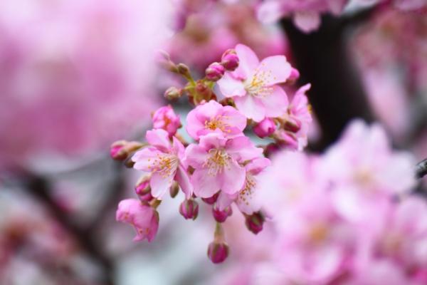 河畔兩旁粉紅長廊2月開花 靜岡縣河津町河津櫻花祭