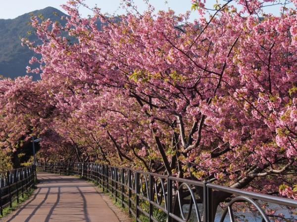 河畔兩旁粉紅長廊2月開花 靜岡縣河津町河津櫻花祭