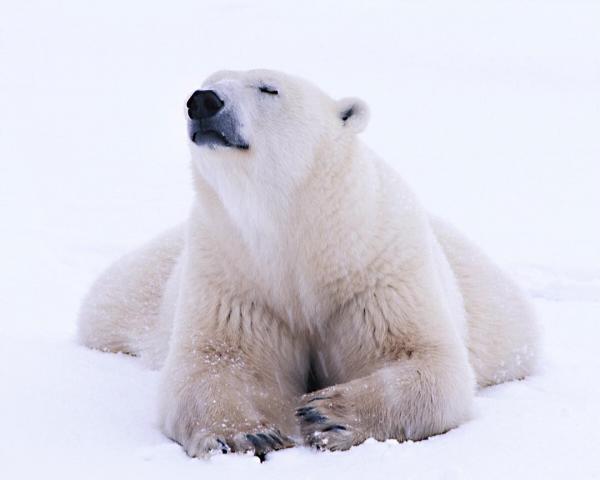 全球暖化加劇 北極熊活活餓死 生物學家：100年後將不再有北極熊存活