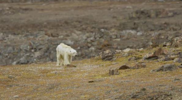 全球暖化加劇 北極熊活活餓死 生物學家：100年後將不再有北極熊存活