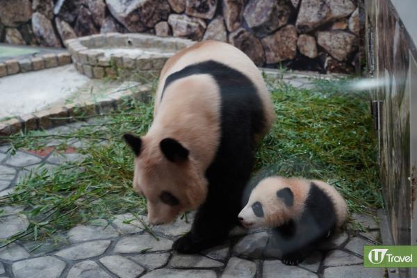 日本和歌山動物主題公園近距離觀賞熊貓/餵長頸鹿