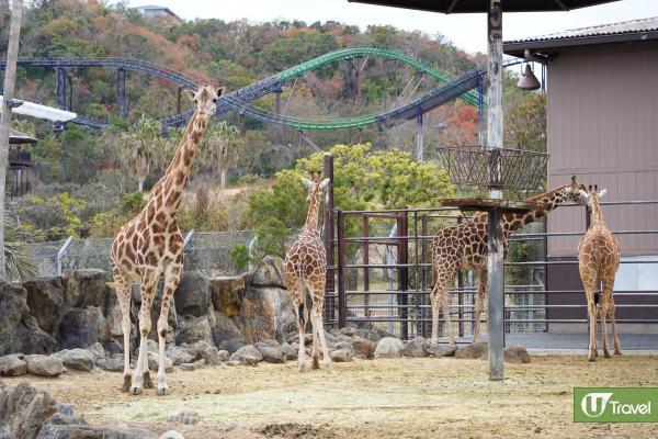 日本和歌山動物主題公園近距離觀賞熊貓/餵長頸鹿