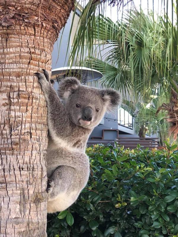 樹熊為喝水意外跌入泳池溺斃 澳洲迎來史上最熱1月