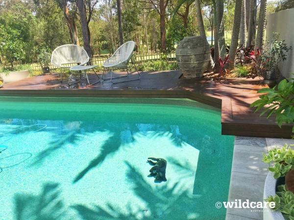 樹熊為喝水意外跌入泳池溺斃 澳洲迎來史上最熱1月
