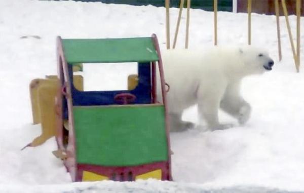52隻北極熊闖入民居　俄羅斯居民：害怕外出