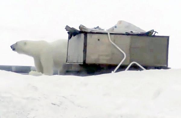 52隻北極熊闖入民居　俄羅斯居民：害怕外出