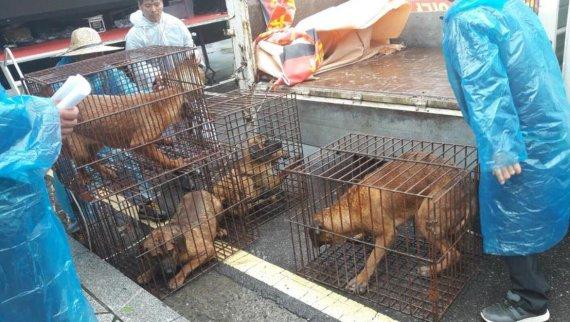 韓國狗肉文化逐漸式微 首爾市長承諾狗肉屠場全面關閉！
