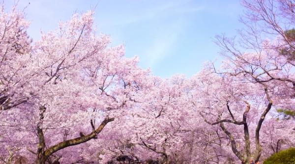 全國花粉飛散量高出平均水平 日本氣象協會公布2019年花粉飛散預測