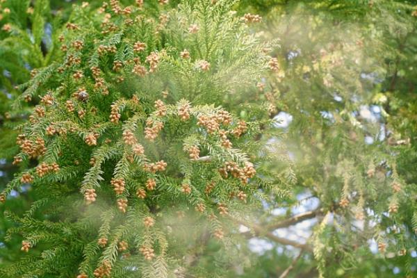 全國花粉飛散量高出平均水平 日本氣象協會公布2019年花粉飛散預測