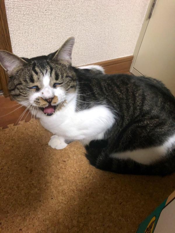 貓星人醜態百出圖集！ 日本網民掀「崩壞貓貓圖」熱潮