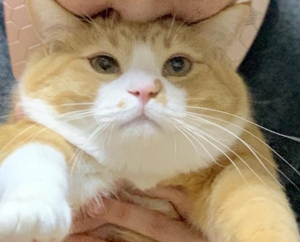 貓星人醜態百出圖集！ 日本網民掀「崩壞貓貓圖」熱潮