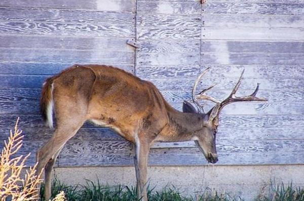 「喪屍鹿」蔓延美國24州　專家：人類或會受感染