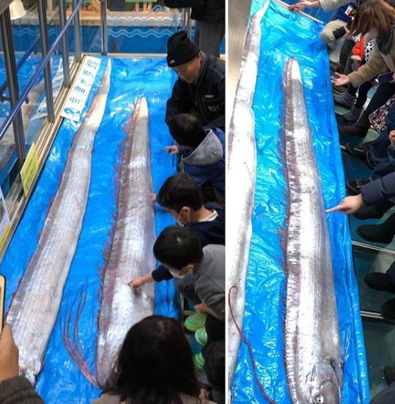 日本大地震預兆？1個月內驚現2條巨型深海大王烏賊