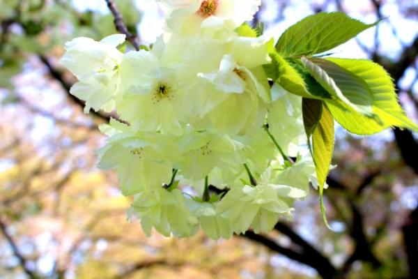 日本稀有櫻花品種 「綠色櫻花」御衣黃4月盛開
