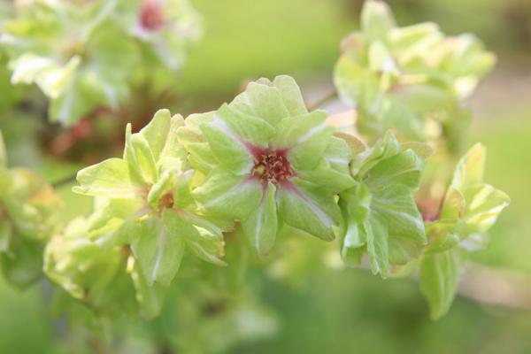日本稀有櫻花品種 「綠色櫻花」御衣黃4月盛開
