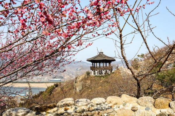 韓國年度光陽梅花節慶